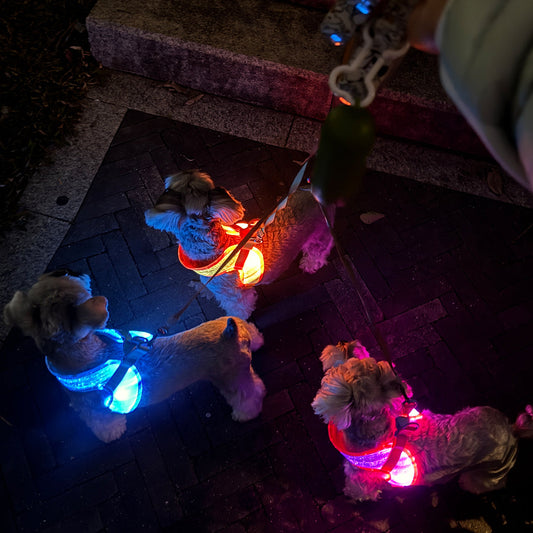Best LED Dog Harness for Night Walking (2026 Guide)