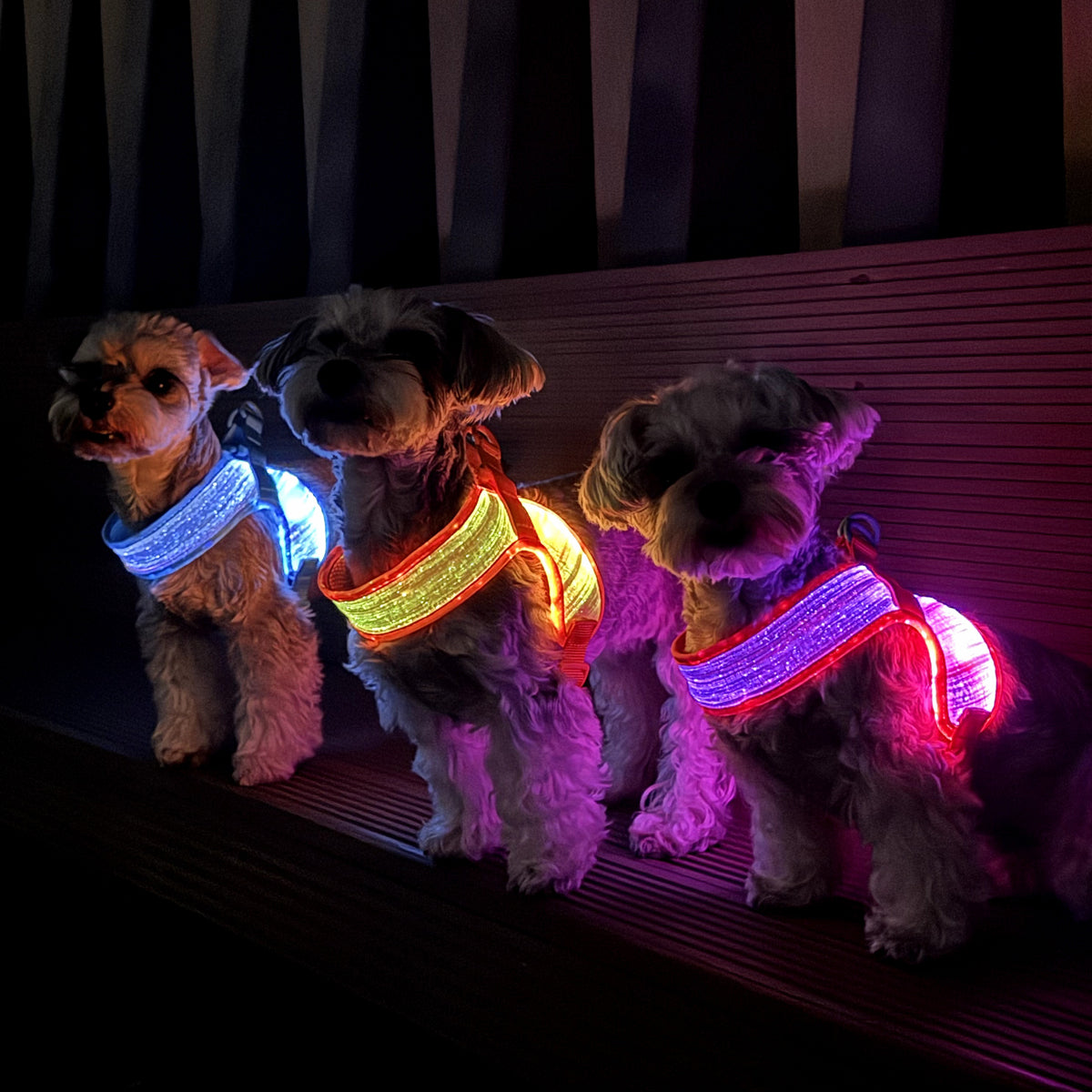 LED dog harness glowing at night for enhanced visibility