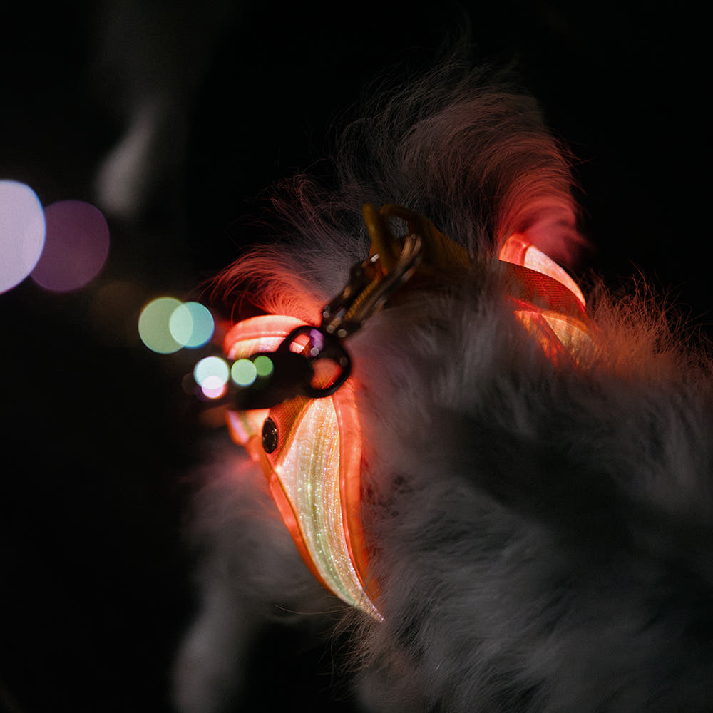 Dog wearing LED dog harness during evening walk