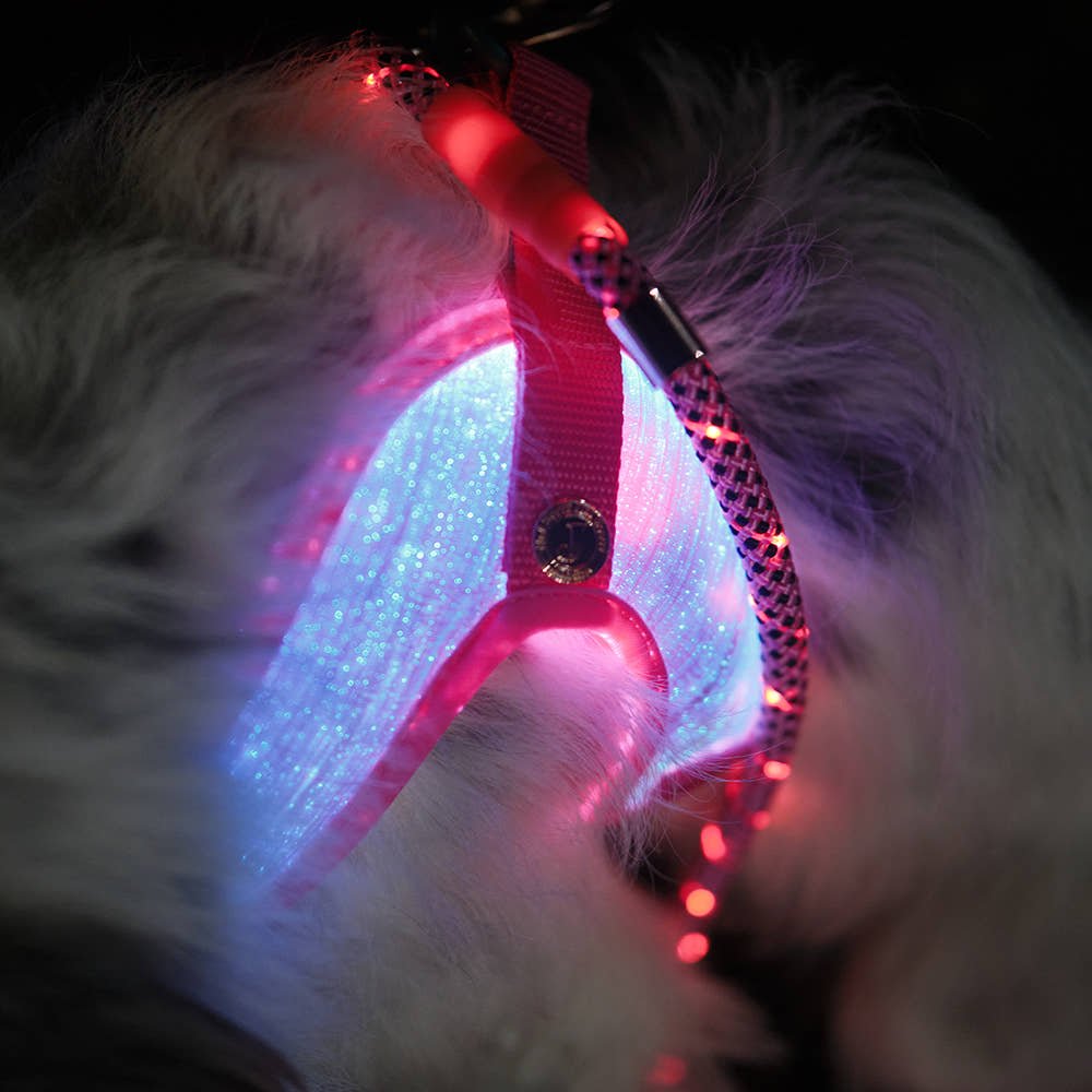 Medium dog wearing Aurora LED dog harness outdoors