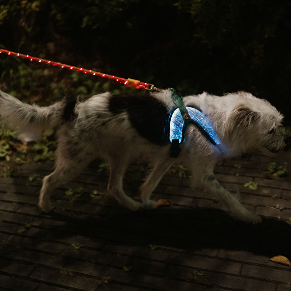 dog wearing Aurora LED dog harness outdoors